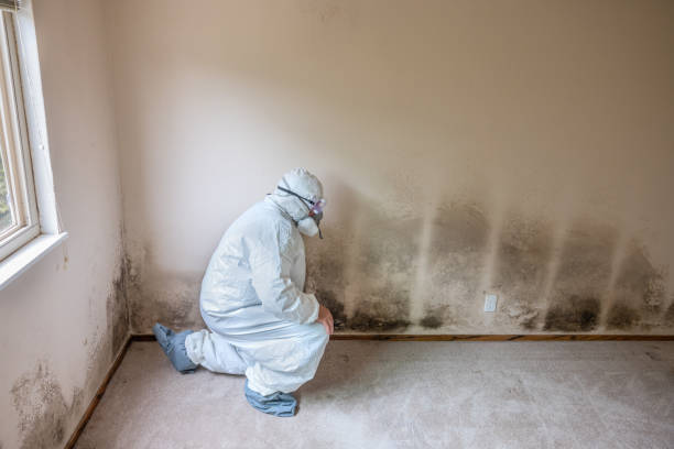 Office Mold Removal Services in Lincoln, MT